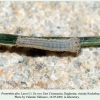 proterebia afra larva1 daghestan